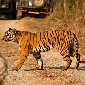 Jungle Safari (nearby) (1)