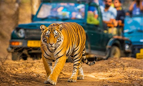 Jim Corbett National Park (Bijrani Gate)